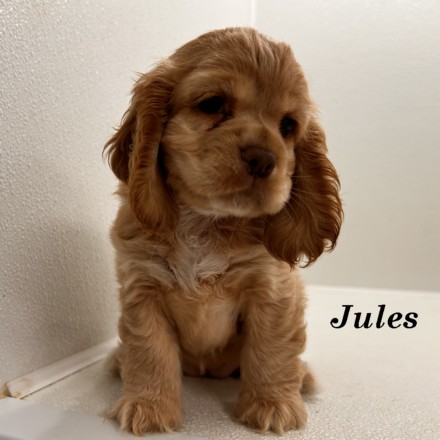 puppy, for, sale, Cocker Spaniel, Joe & Cherri  Overlease, dog, breeder, Miller, MO, dog-breeder, puppy-for-sale, forsale, nearby, find, puppyfind, locator, puppylocator, aca